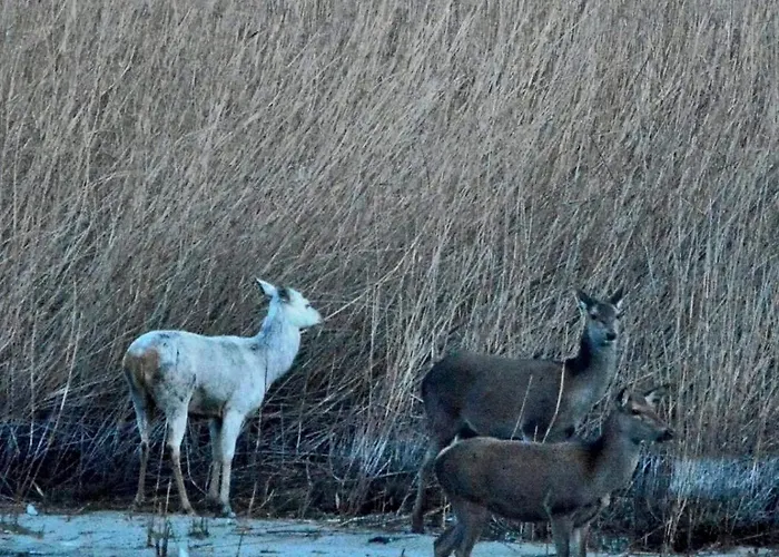 Bed & Breakfast Adeline
