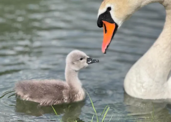 Adeline Bed and Breakfast